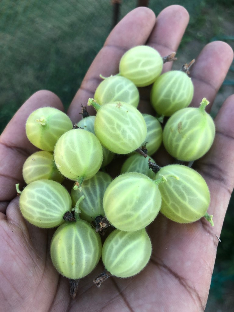 Gooseberries