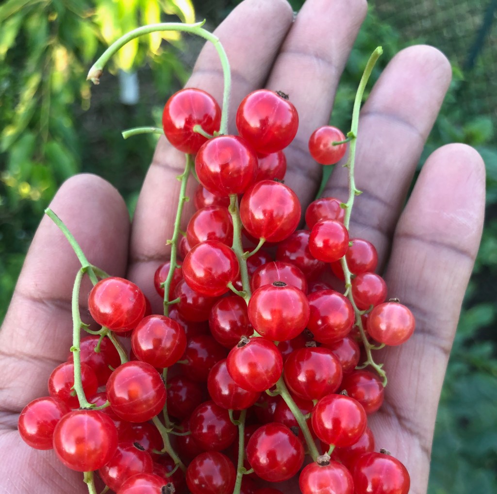 Red currants