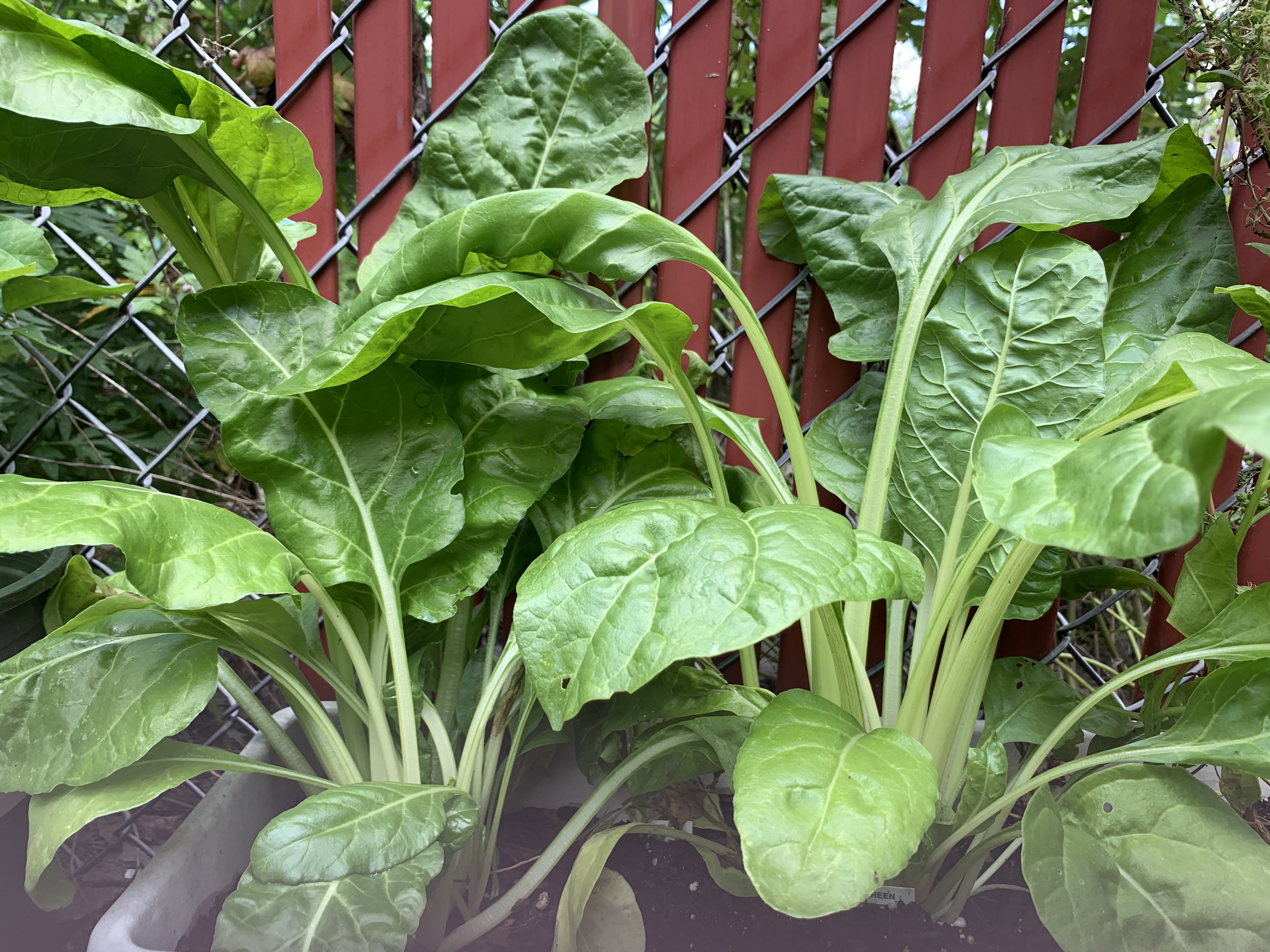 White Swiss Chard