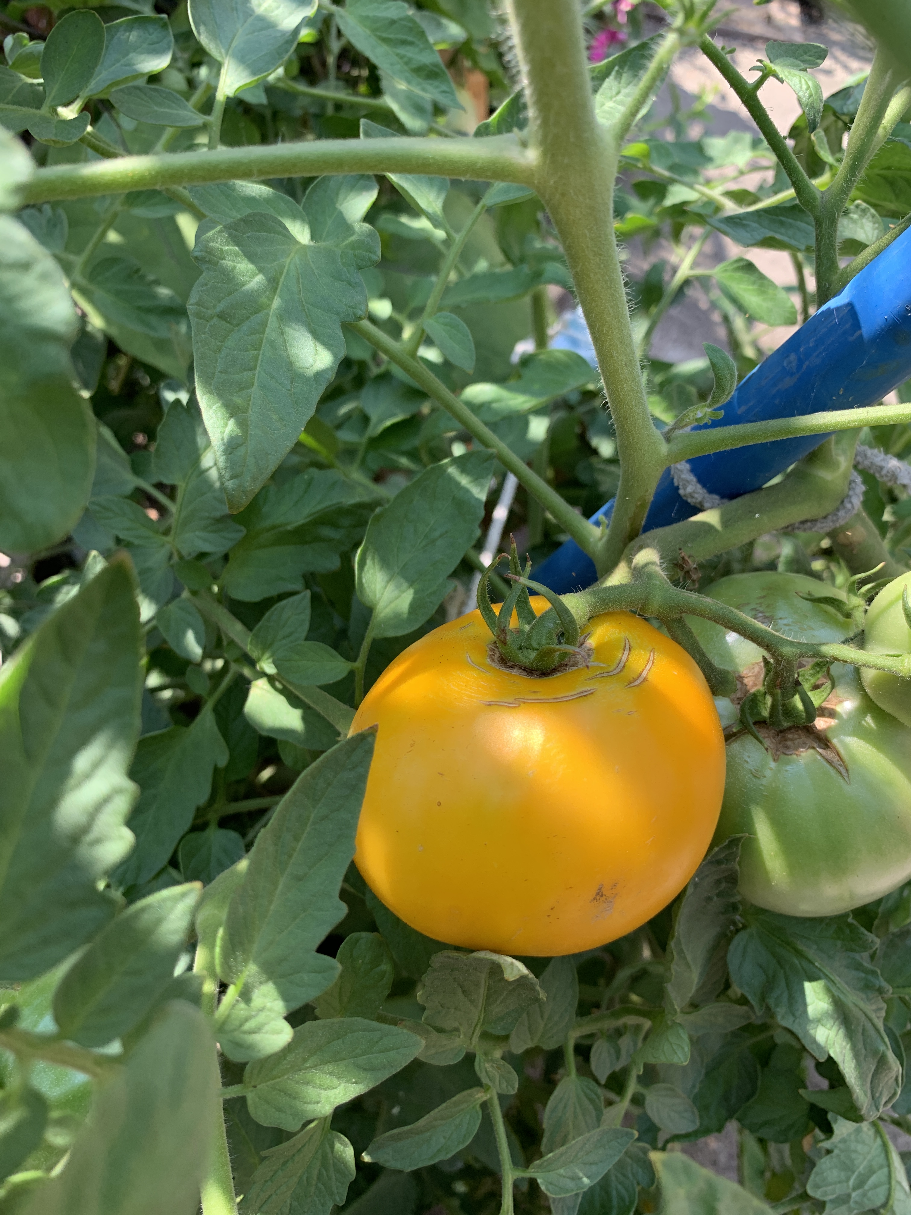 Golden Sunshine Tomato
