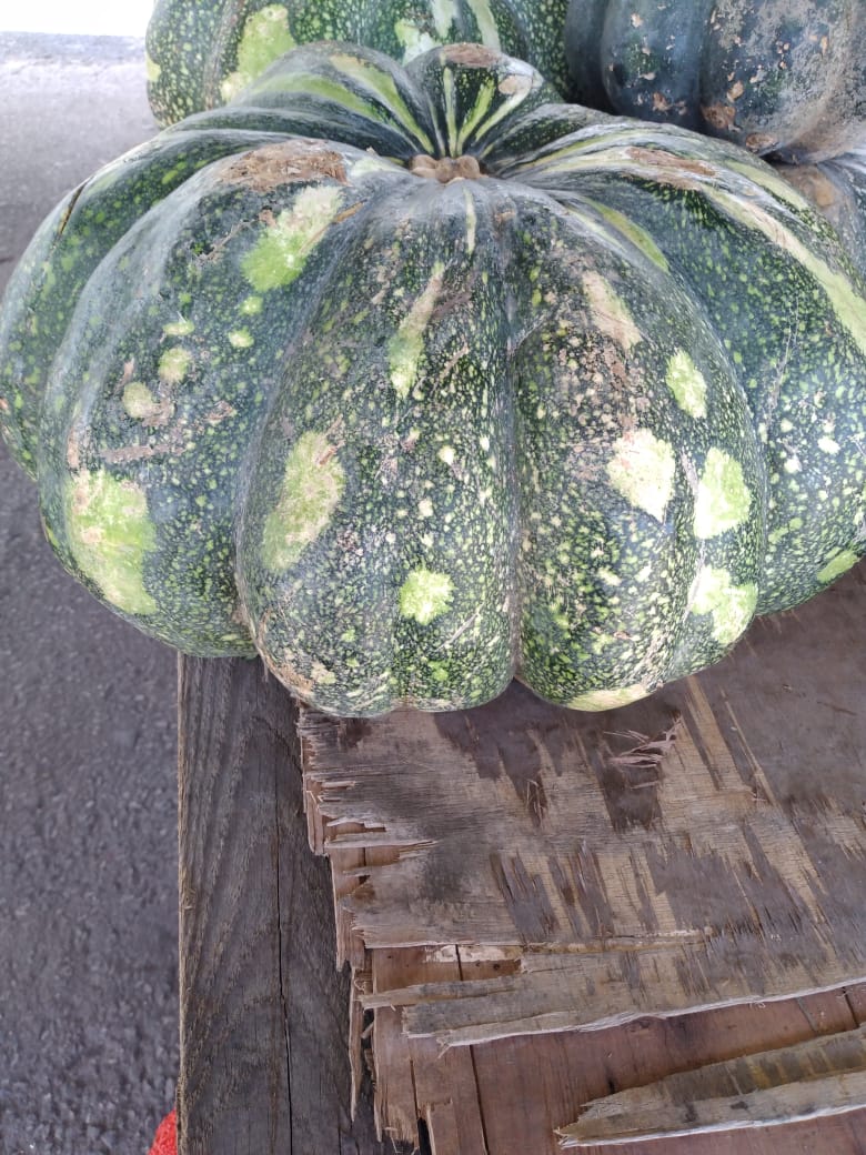 Guyanese Pumpkin