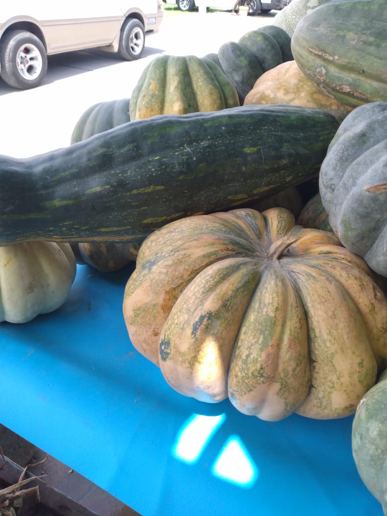 Guyanese Pumpkin: All Shapes and Sizes