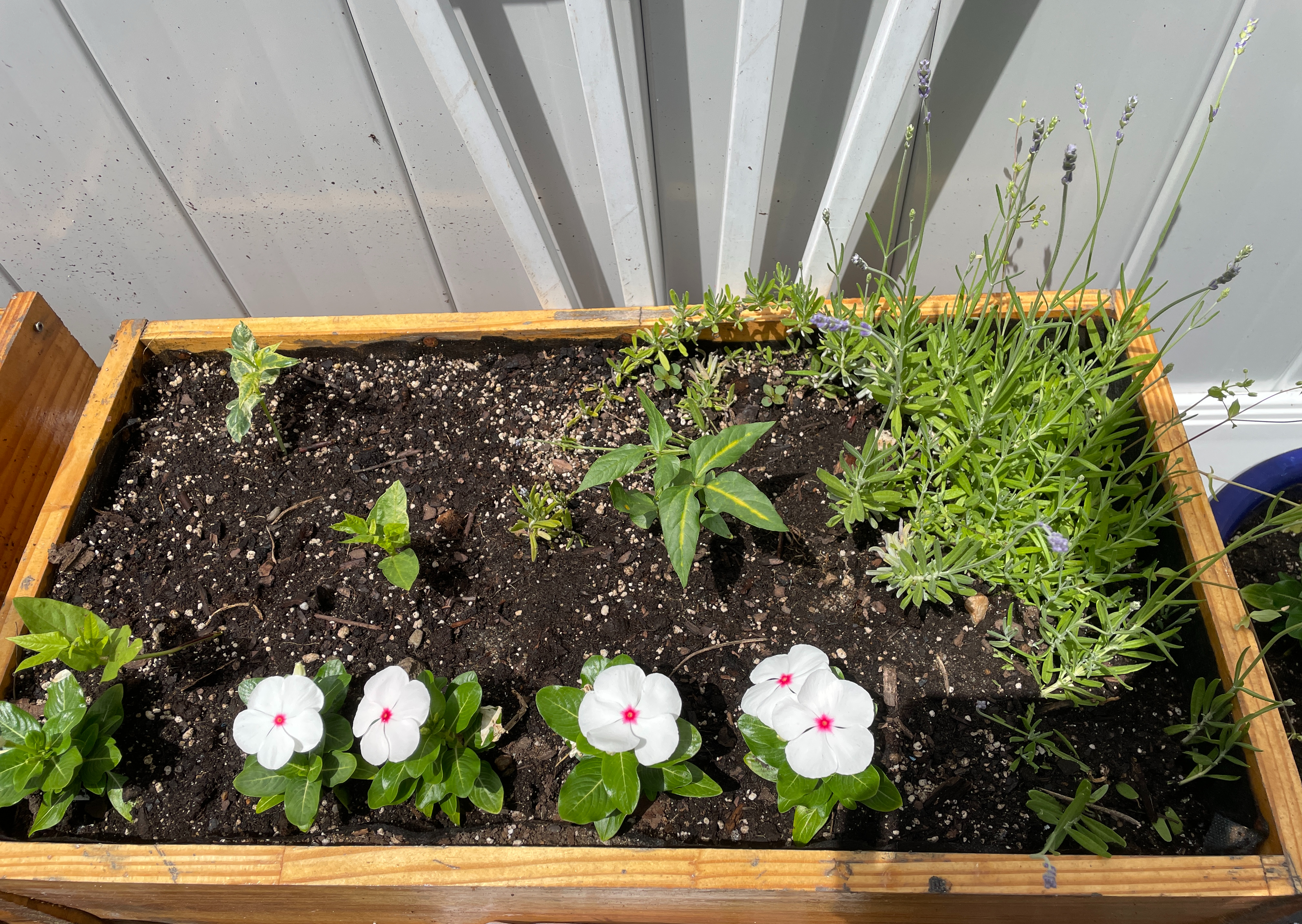 Bora, Lavender, Vinca