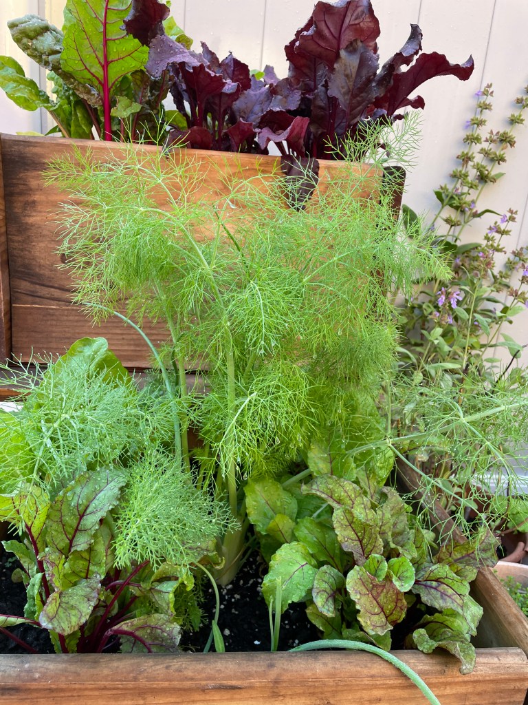 Fennel and beets, chard and beets