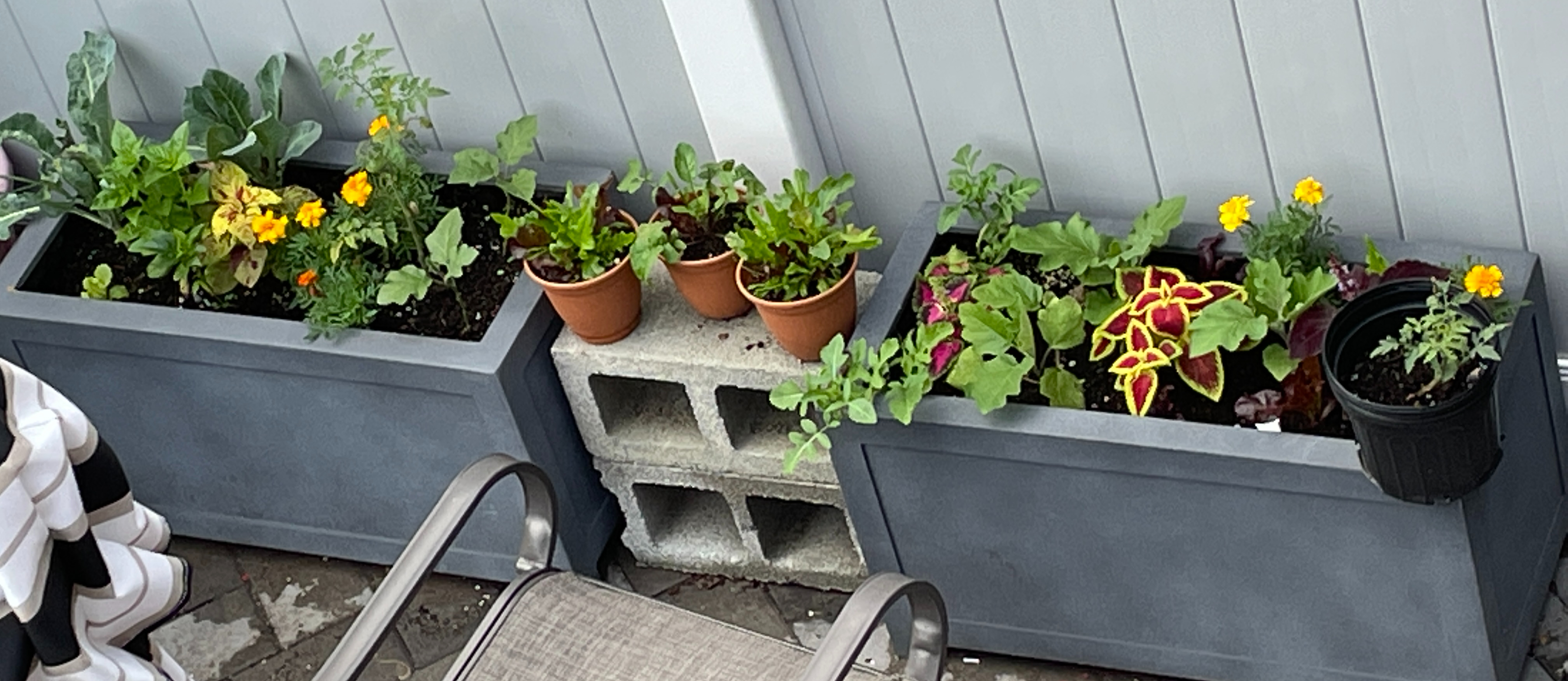Herbs, Marigolds, Veggies