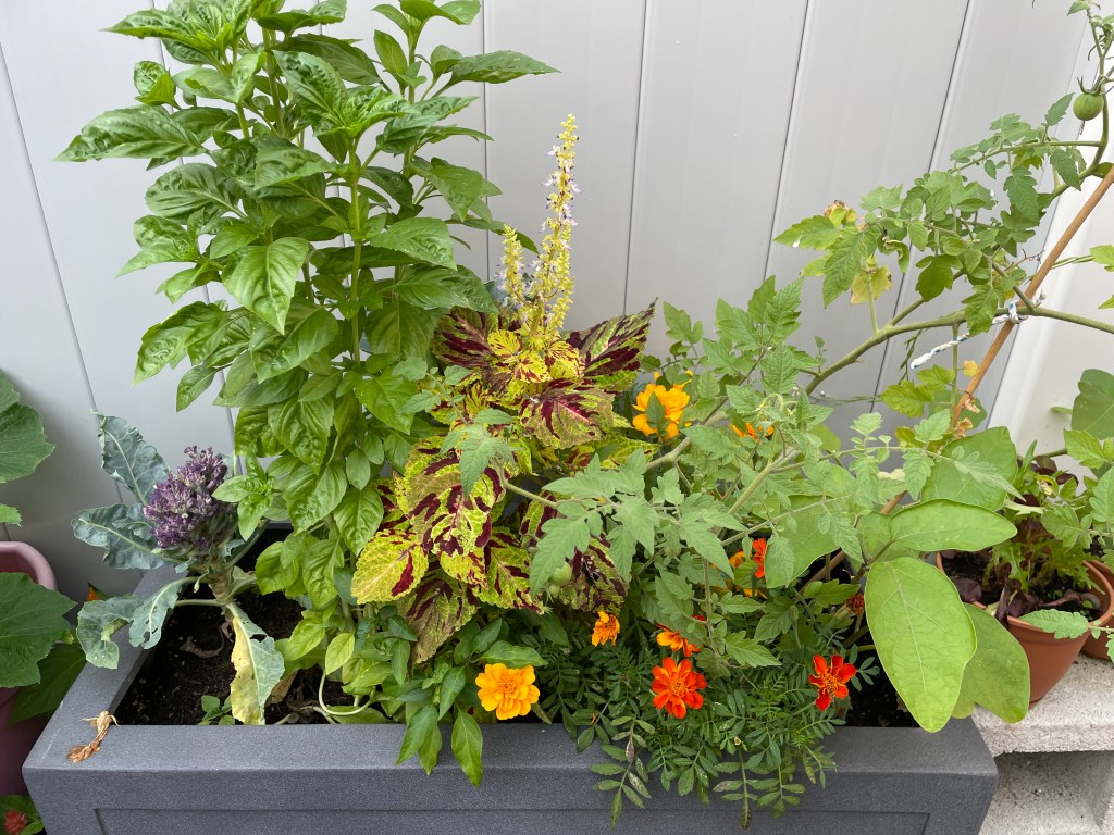 l to r: purple cauliflower, basil, coleus, tomato, marigold, eggplant