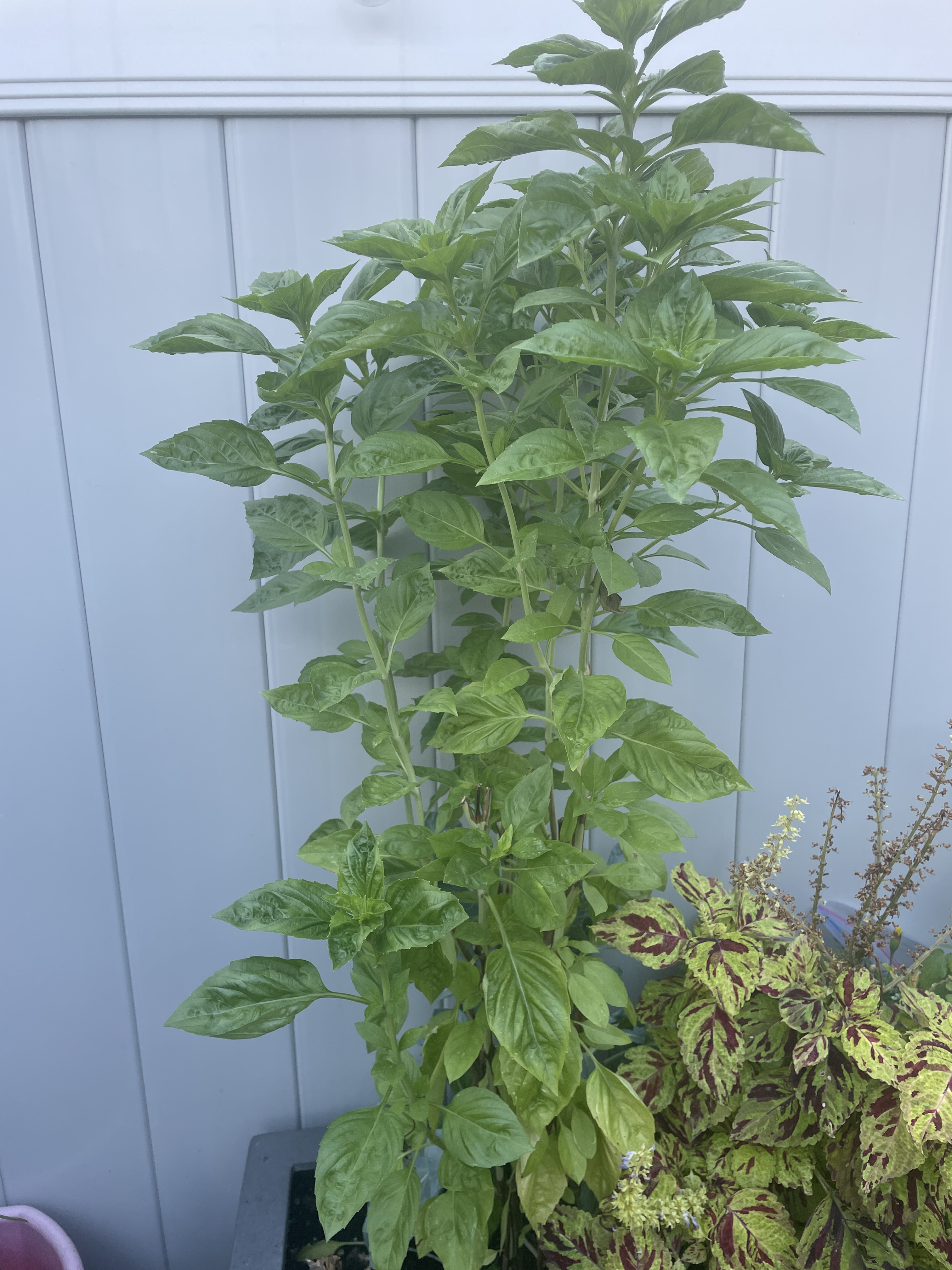 Basil tree