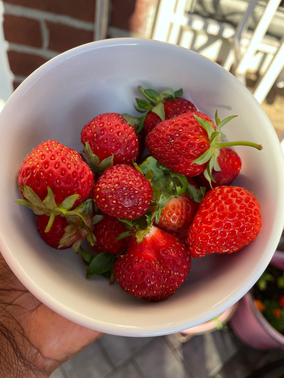 Shindy’s 2022 Container Garden: SPRING!